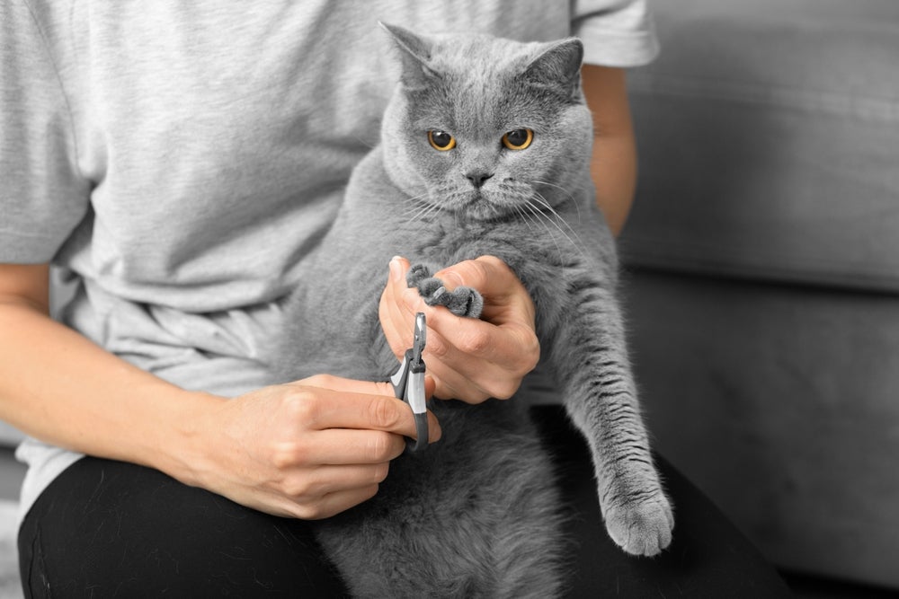 pessoa cortando unhas de gato