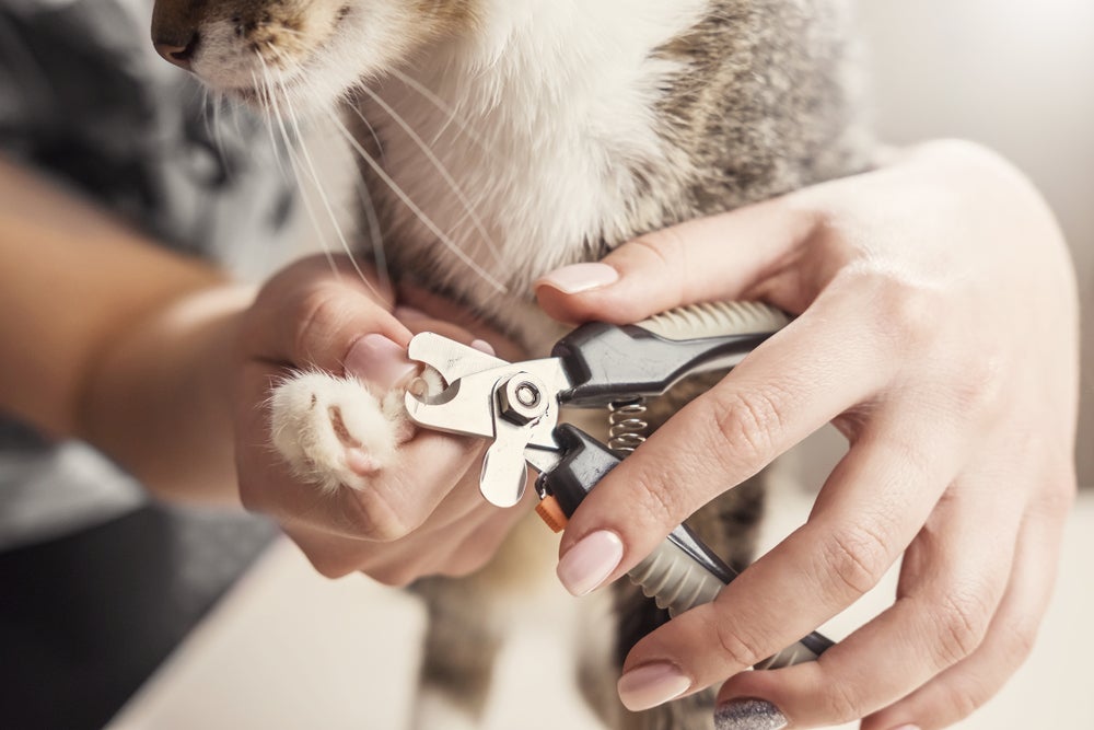 homem cortando unhas do gato