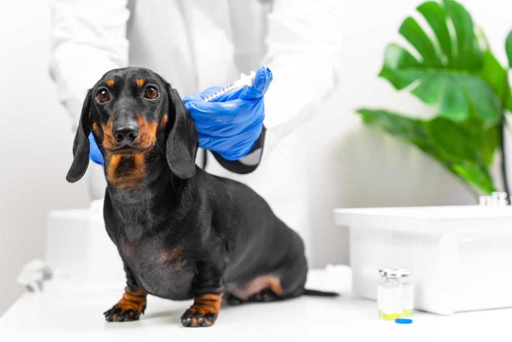 cachorro tomando vacina de gripe canina