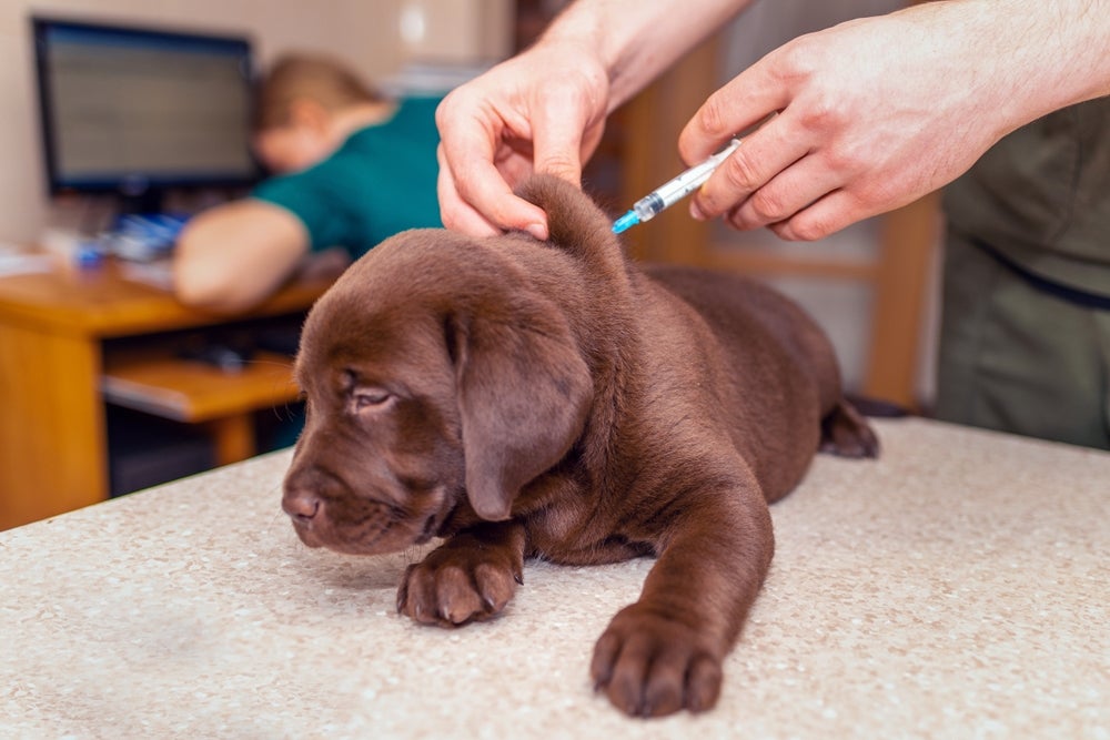 cachorro tomando vacina de raiva para cachorro