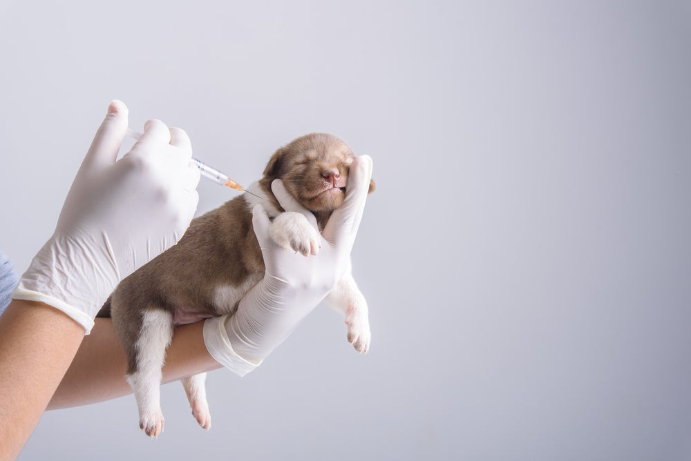 cachorro filhote tomando vacina para cachorro