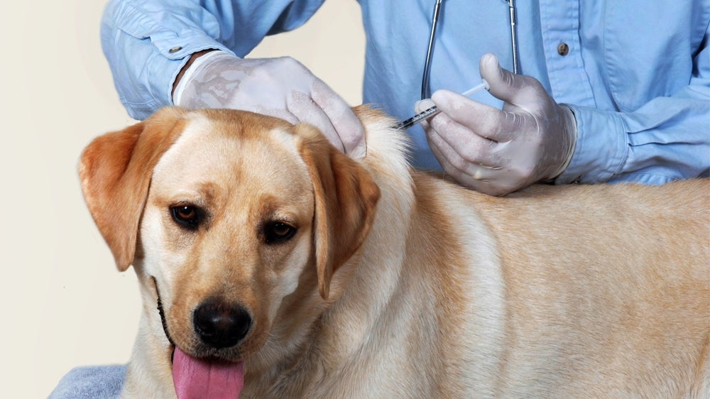 cão tomando vacina para cachorro