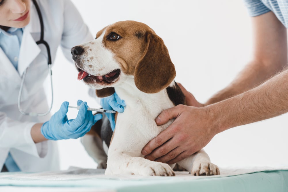 cachorro tomando vacina para cachorro
