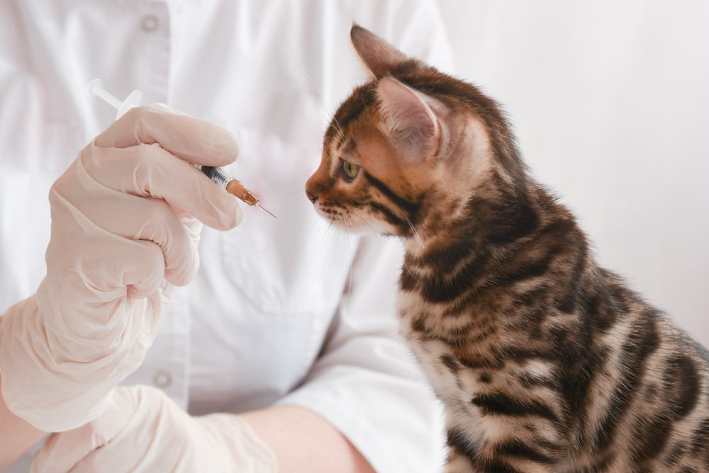 gato tomando vacina para gatos