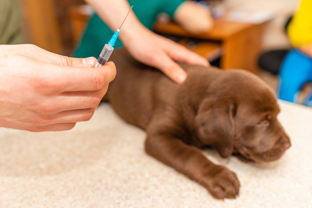 cachorro tomando vacina v10 e v8 para cachorro