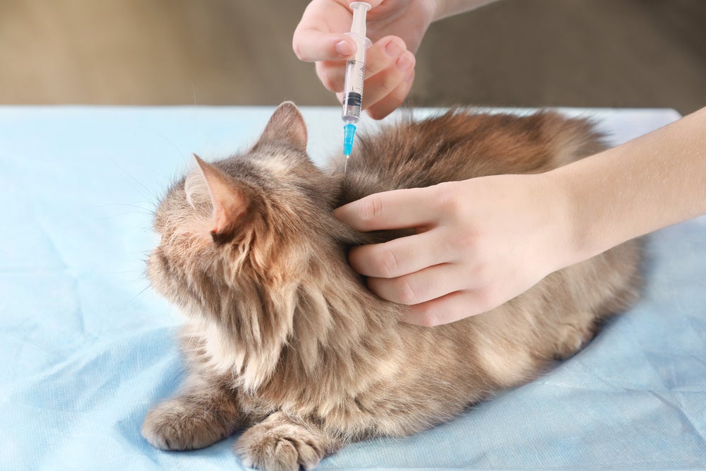 veterinário dando vacina v5 para gato