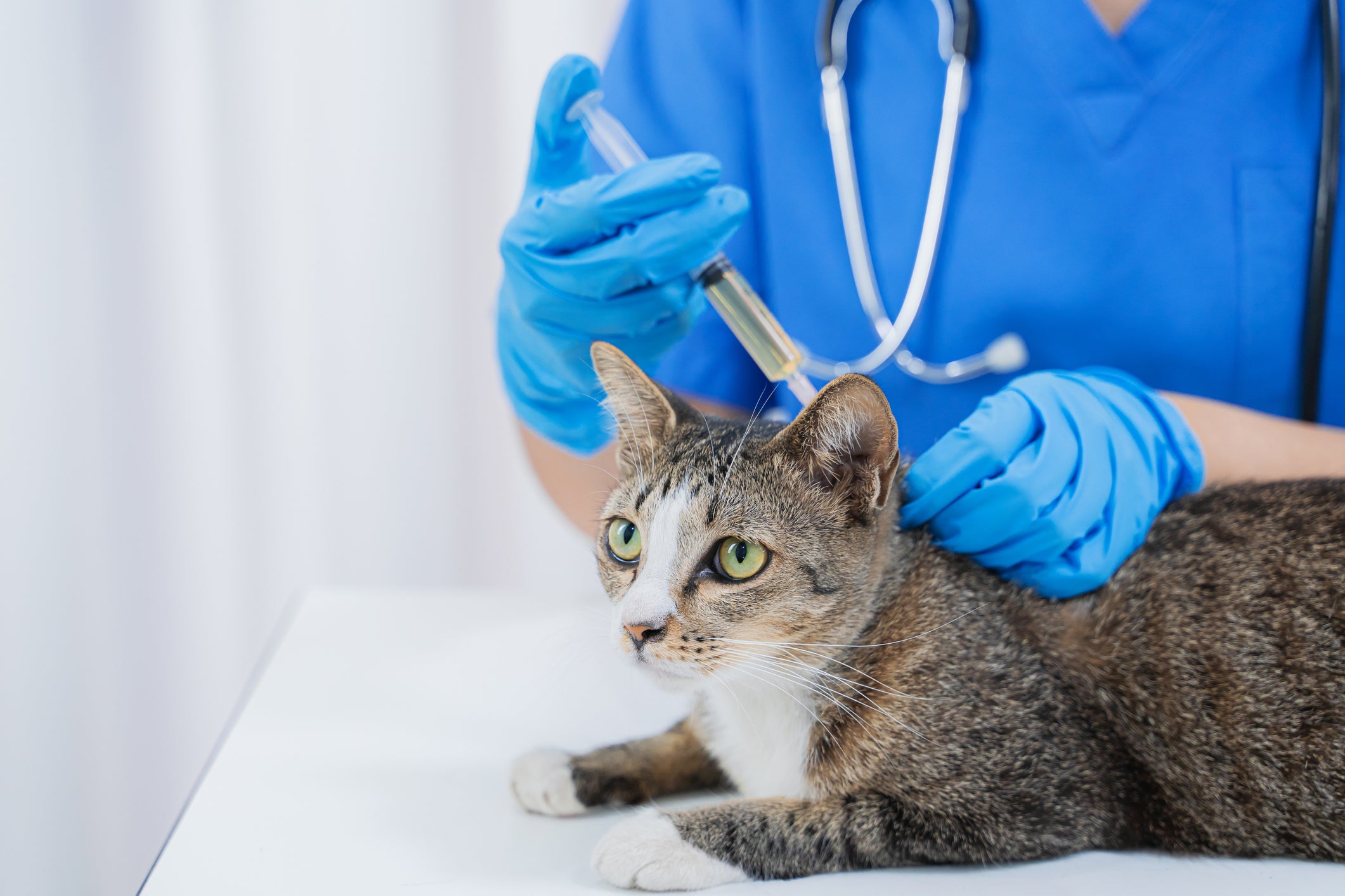 gato vacinando