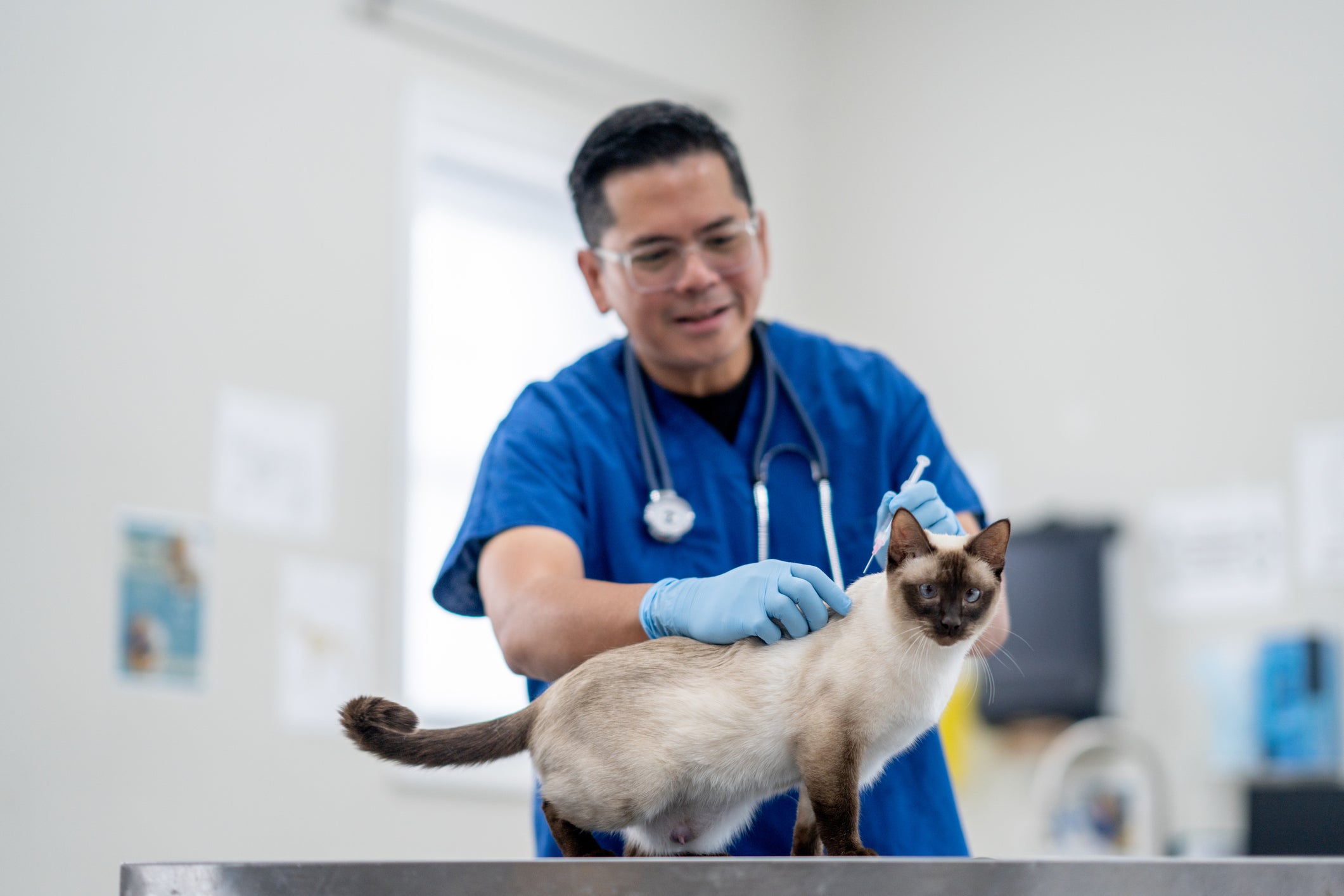 Veterinário aplicando vacina em gato dentro de consultório médico