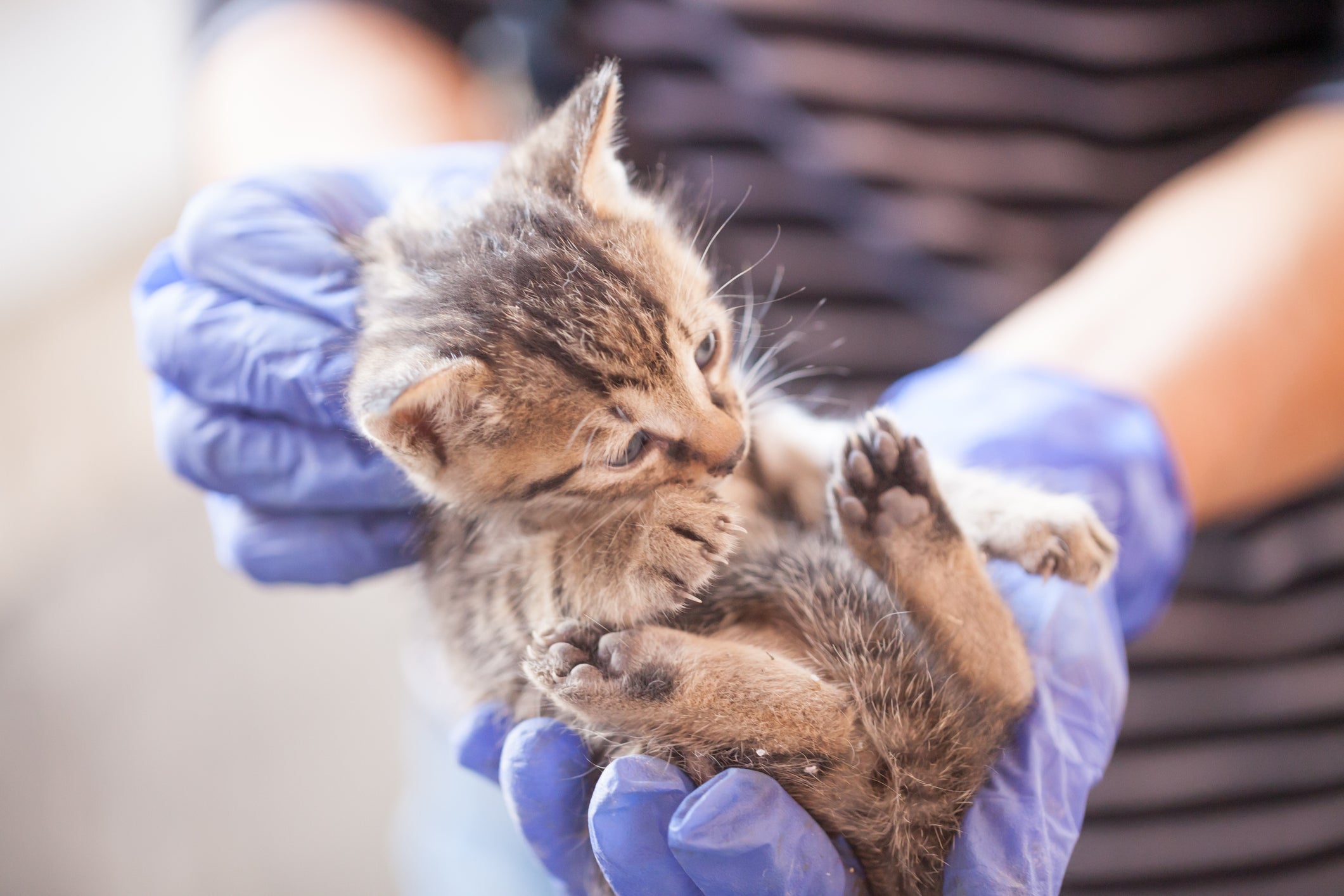 Gato filhote nas mãos de um médico veterinário