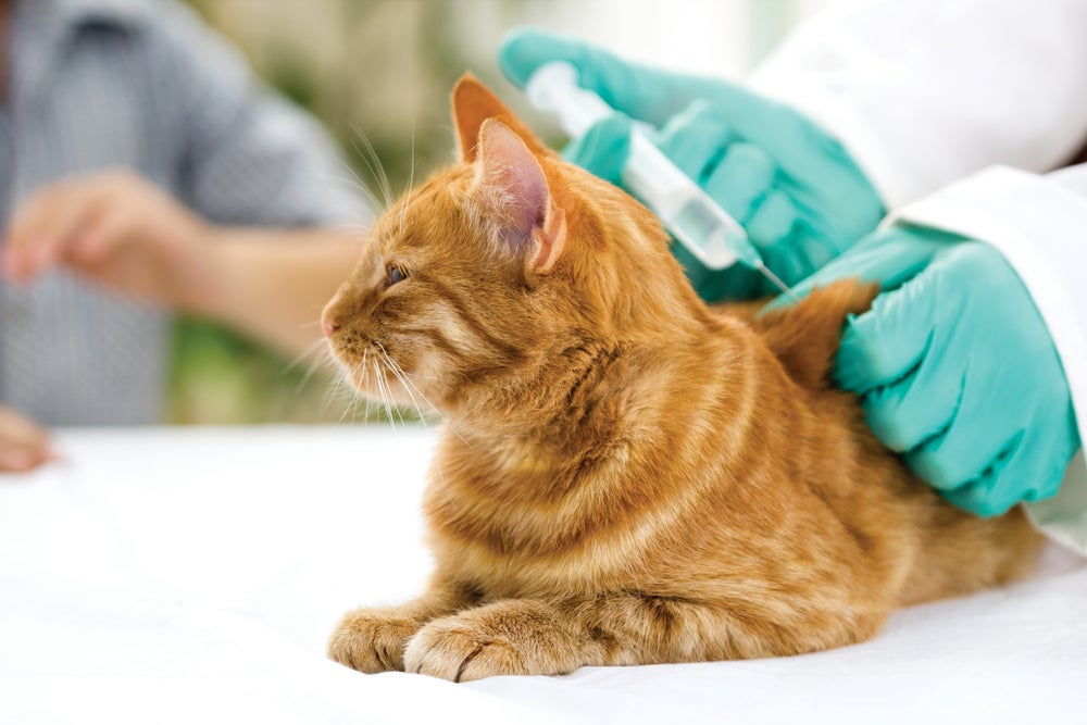 vacinação de gatos: gato tomando vacina