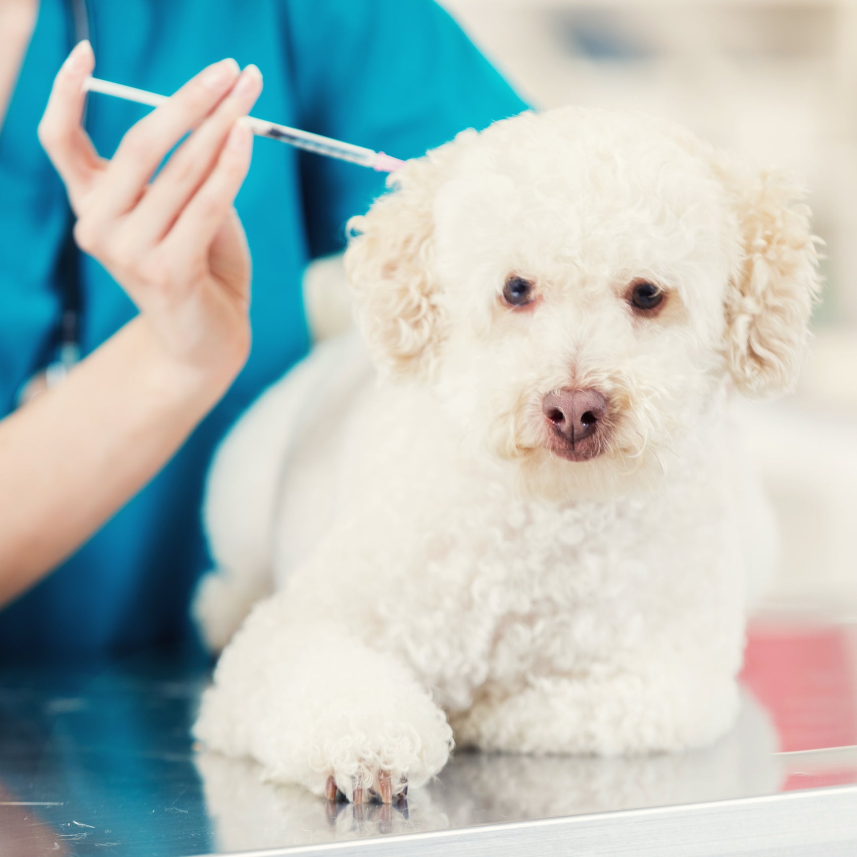 Cãozinho Poodle tomando vacina em consultório veterinário