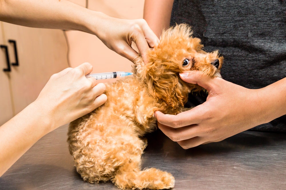 cachorro tomando vacina para cachorro