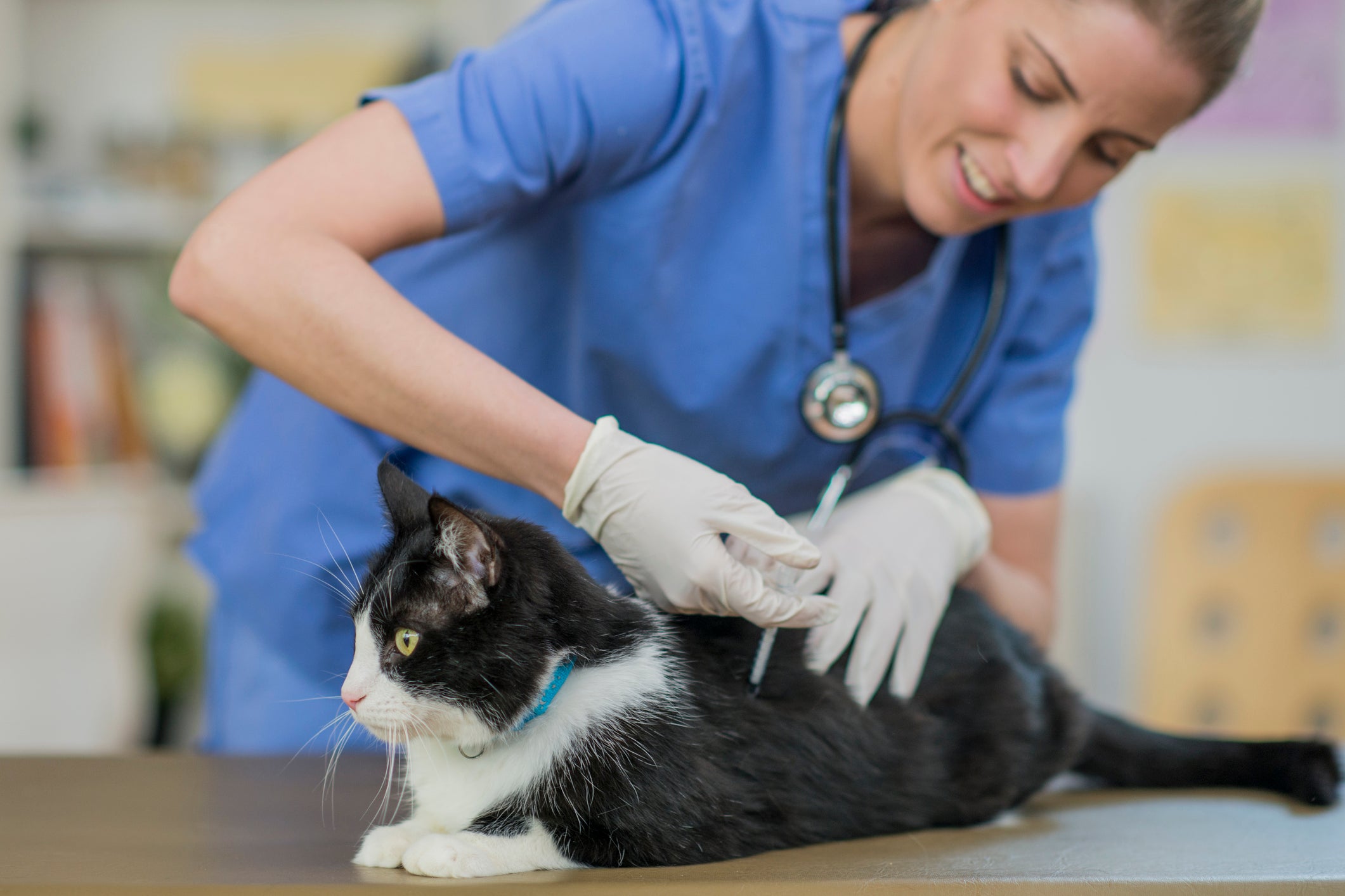 Veterinária aplicando vacina em gato preto e branco em seu consultório