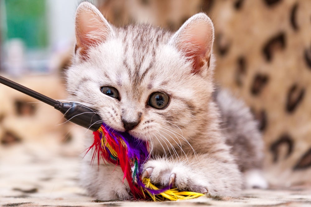 gato brincando com varinha para gatos