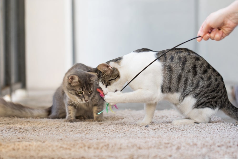 acessórios para gatos: pets brincando com varinha