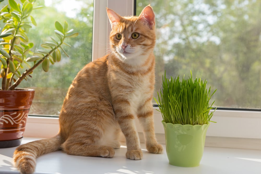 gato ao lado de vaso com grama para gatos