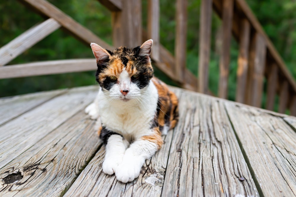 verme em gatos: gato doente