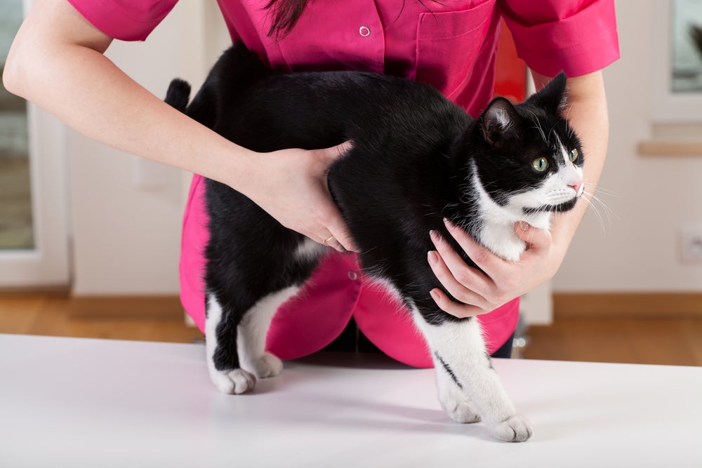 veterinária apalpando barriga de gato preto e branco