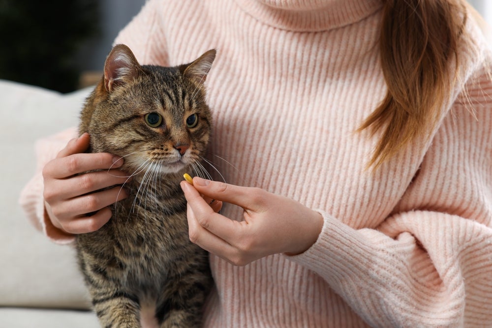 vermífugo de gato: dona dando comprimido para gato