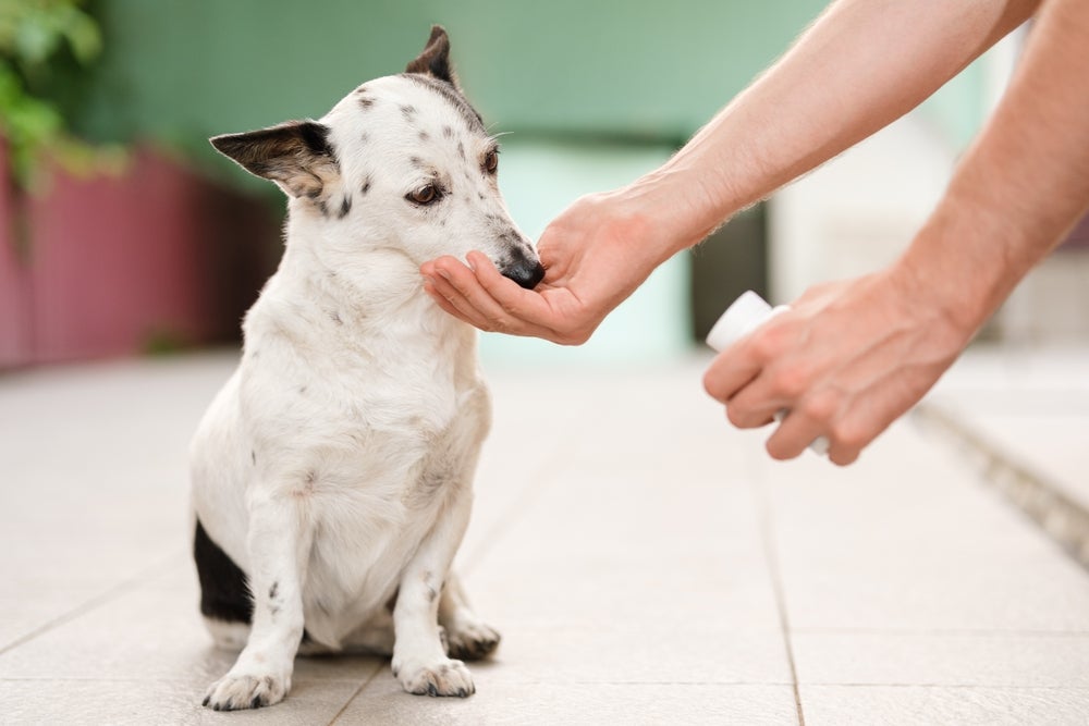 cachorro tomando vermífugo para cachorro