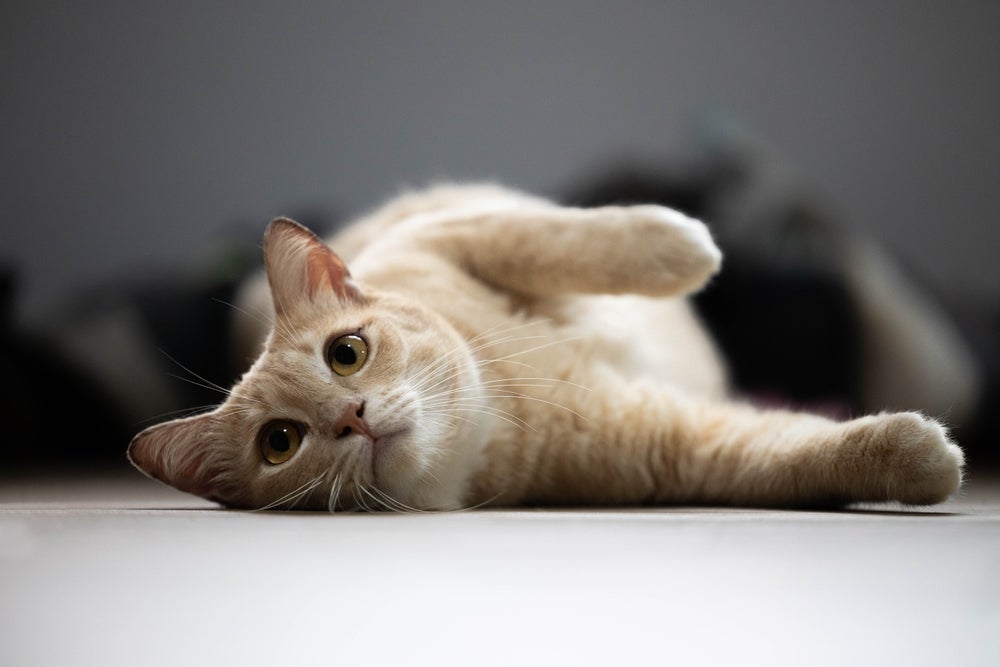vermífugo para gatos: gato deitado no chão