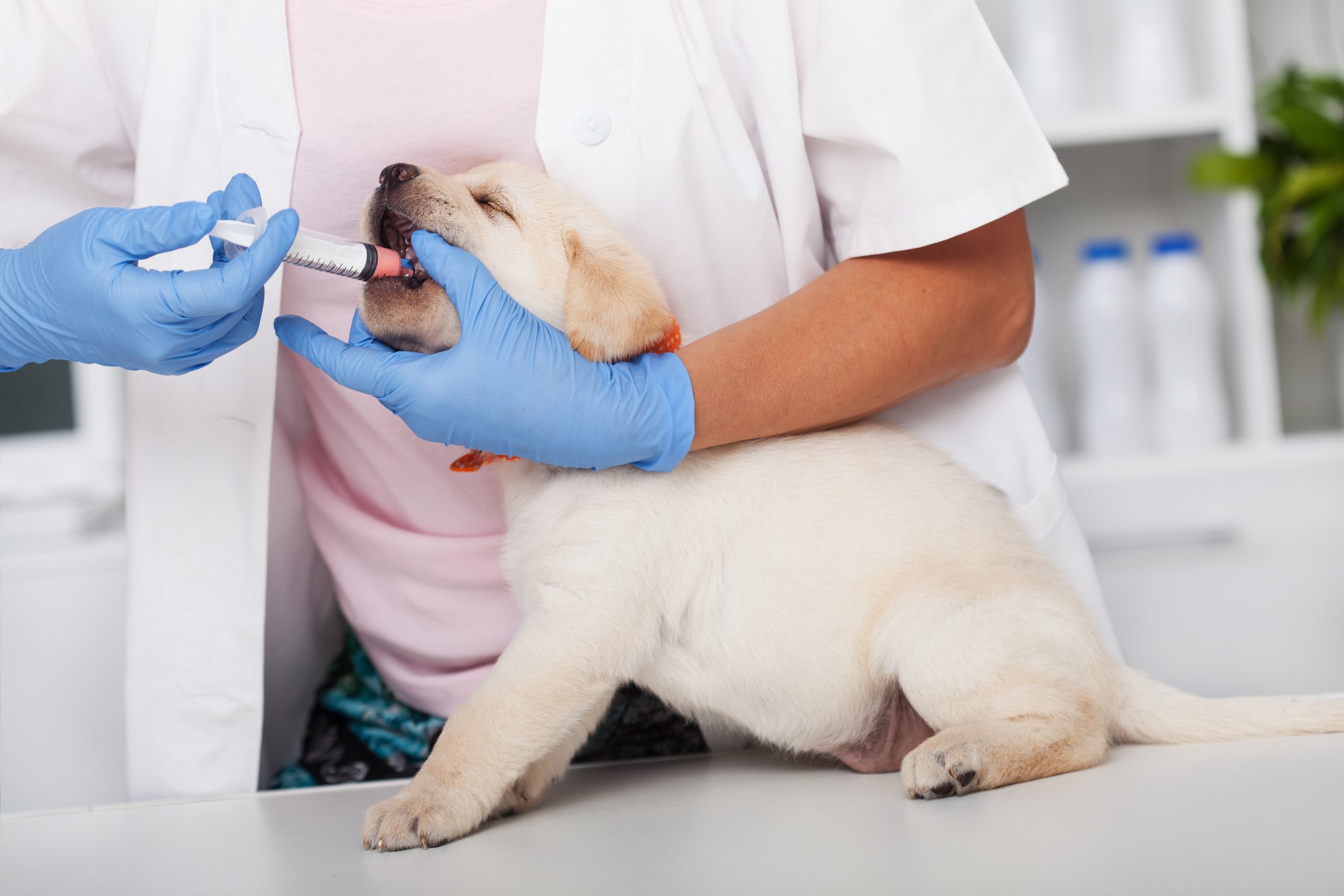 Cachorro filhote tomando remédio na boca com ajuda de veterinário