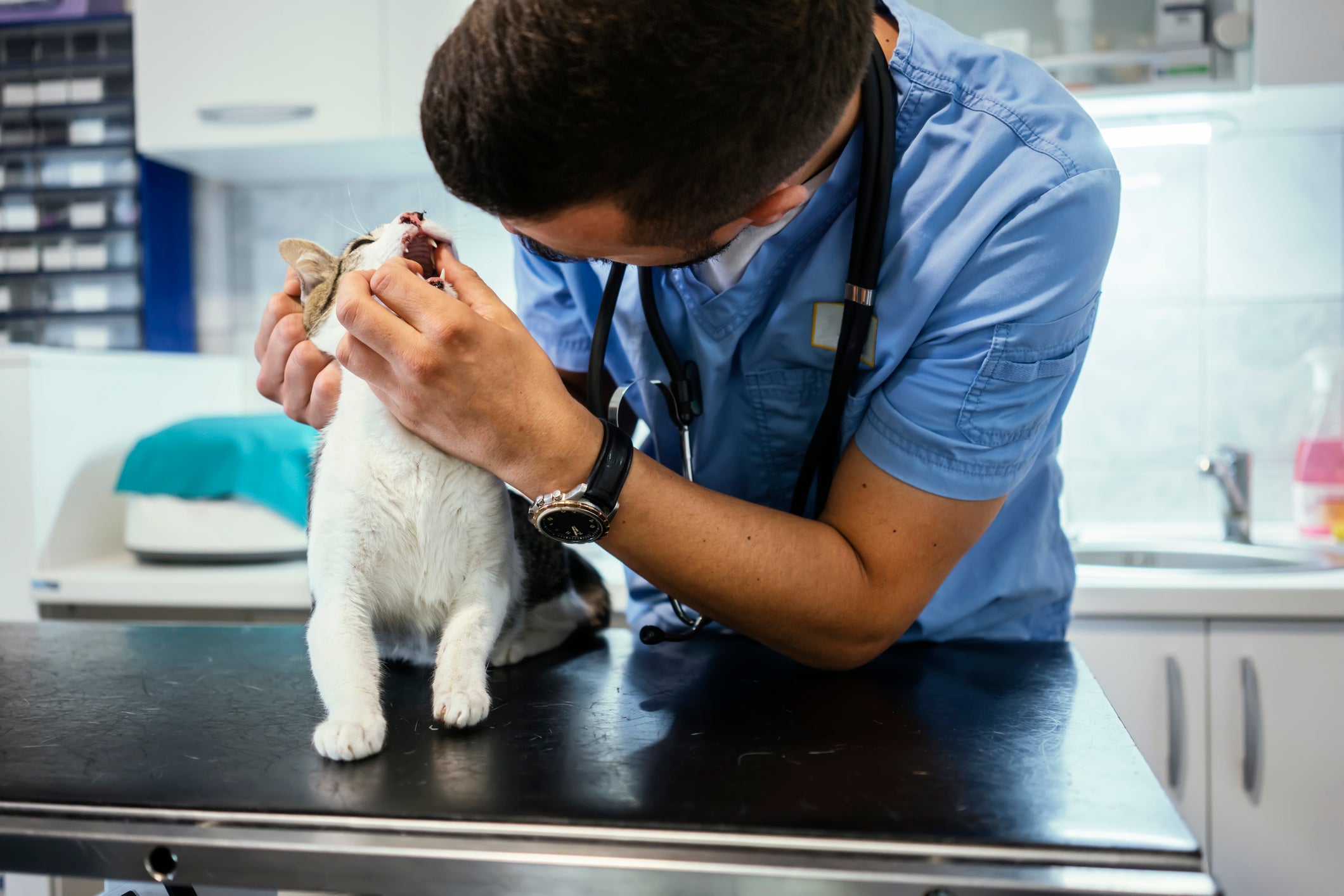 Veterinário mexendo na boca de gato em consultório