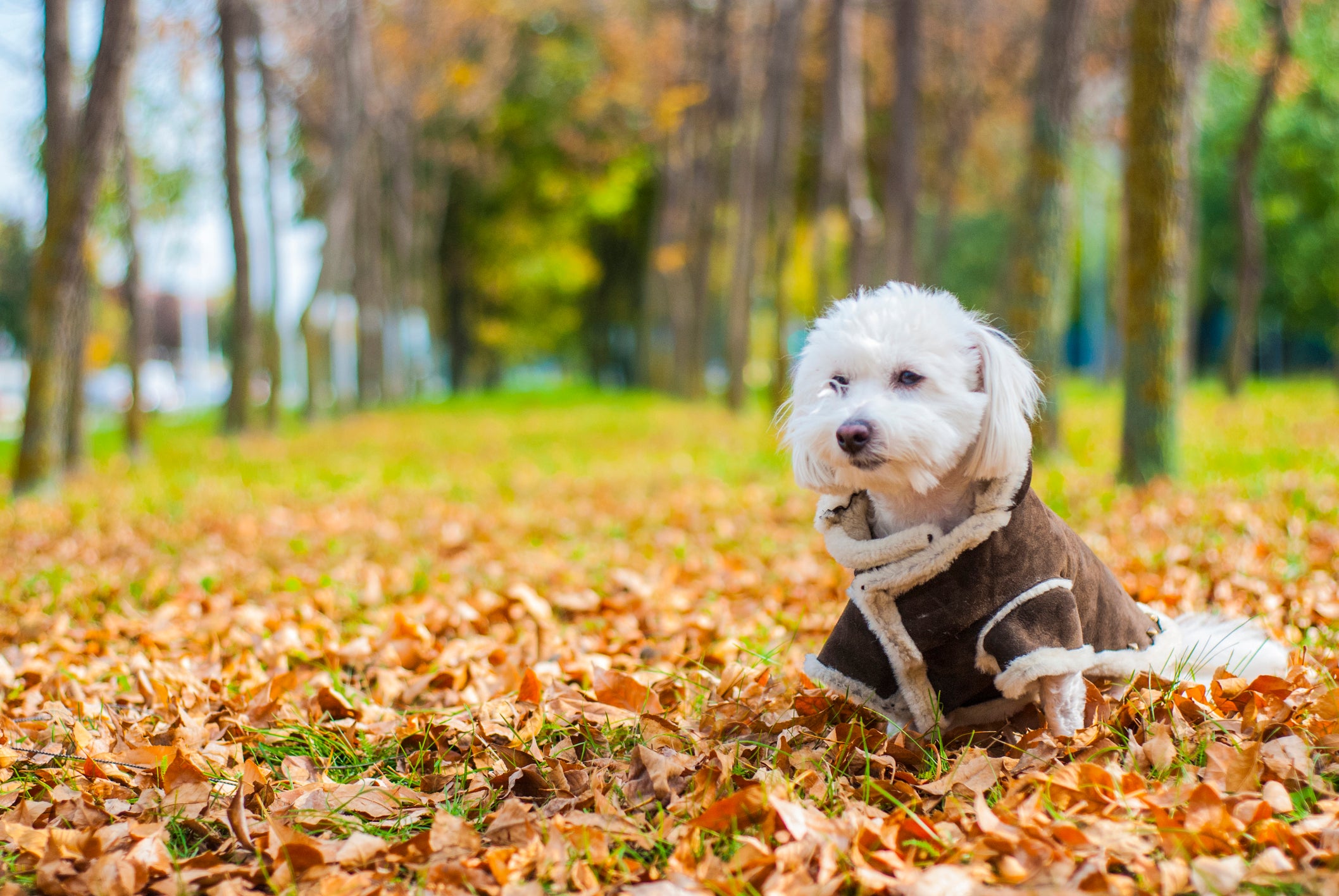 Cachorro branco usando roupa de frio em cenário de outono