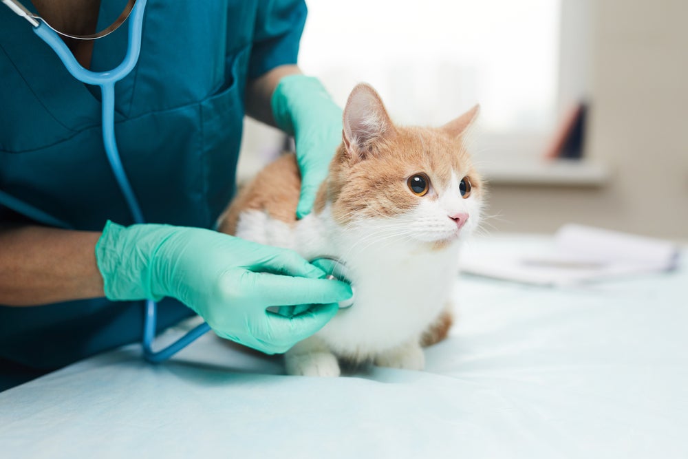 Veterinário especialista em gatos atendendo um felino com aparelho de ouvir o coração