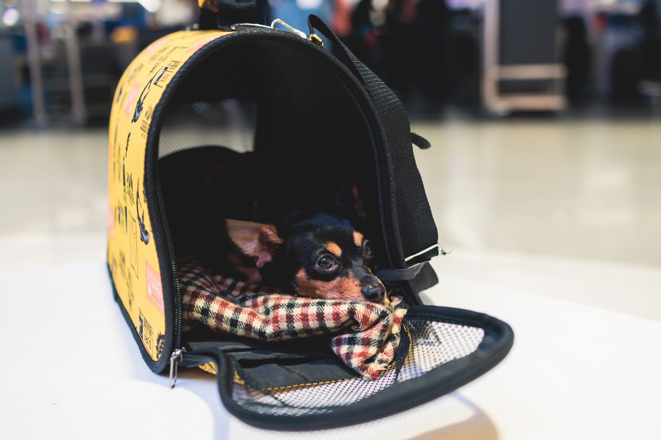  Pinscher deitado dentro de uma caixa de transporte para cachorro no aeroporto