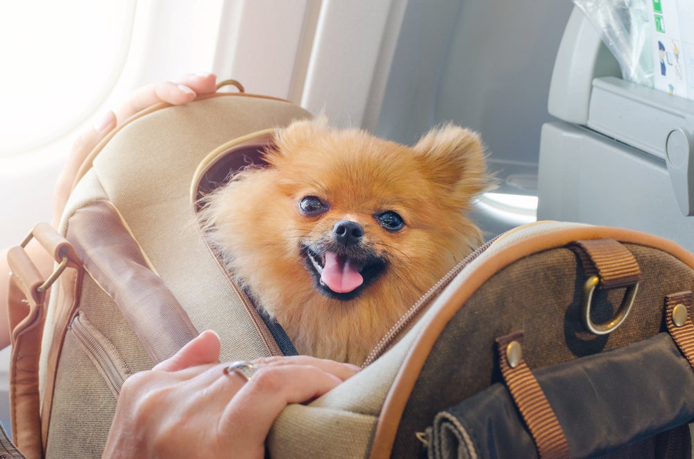viajar com cachorro: cão no avião