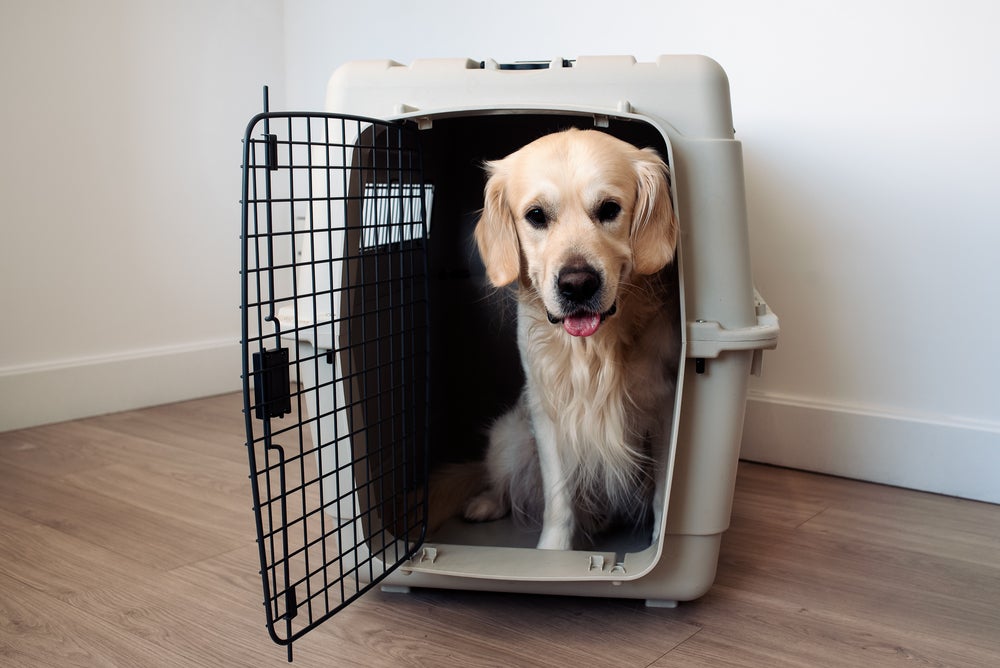 viajar com cachorro: cão na caixa de transporte para cachorro