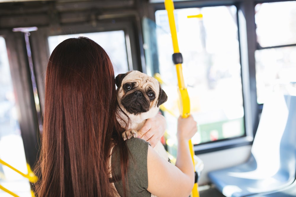 viajar com cachorro: cão viajando de ônibus com dona