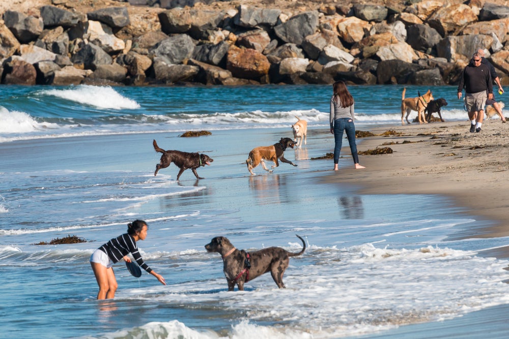 Cachorros passeando pela praia