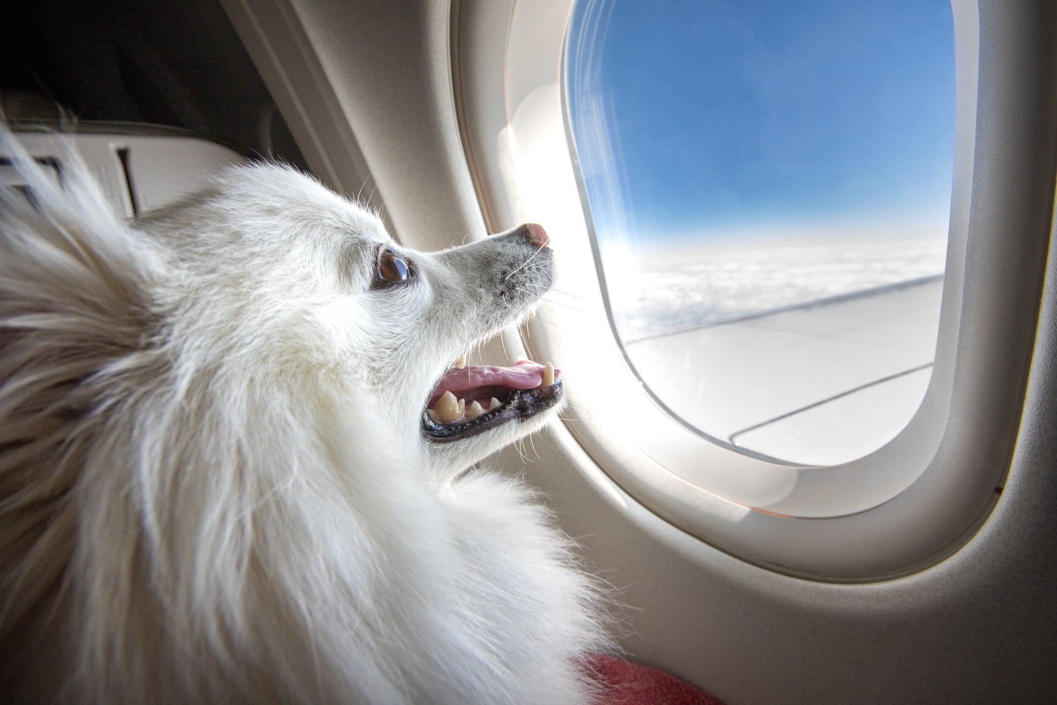 cachorro spitz branco olhando pela janela de avião