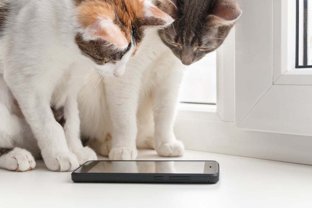 Dois gatos sentados olhando para a tela de um celular