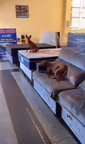 Um cachorro vira-lata caramelo no sofá e outro cachorro caramelo em cima de cama