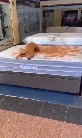 Cachorro vira-lata deitado em cima de colchão sujo