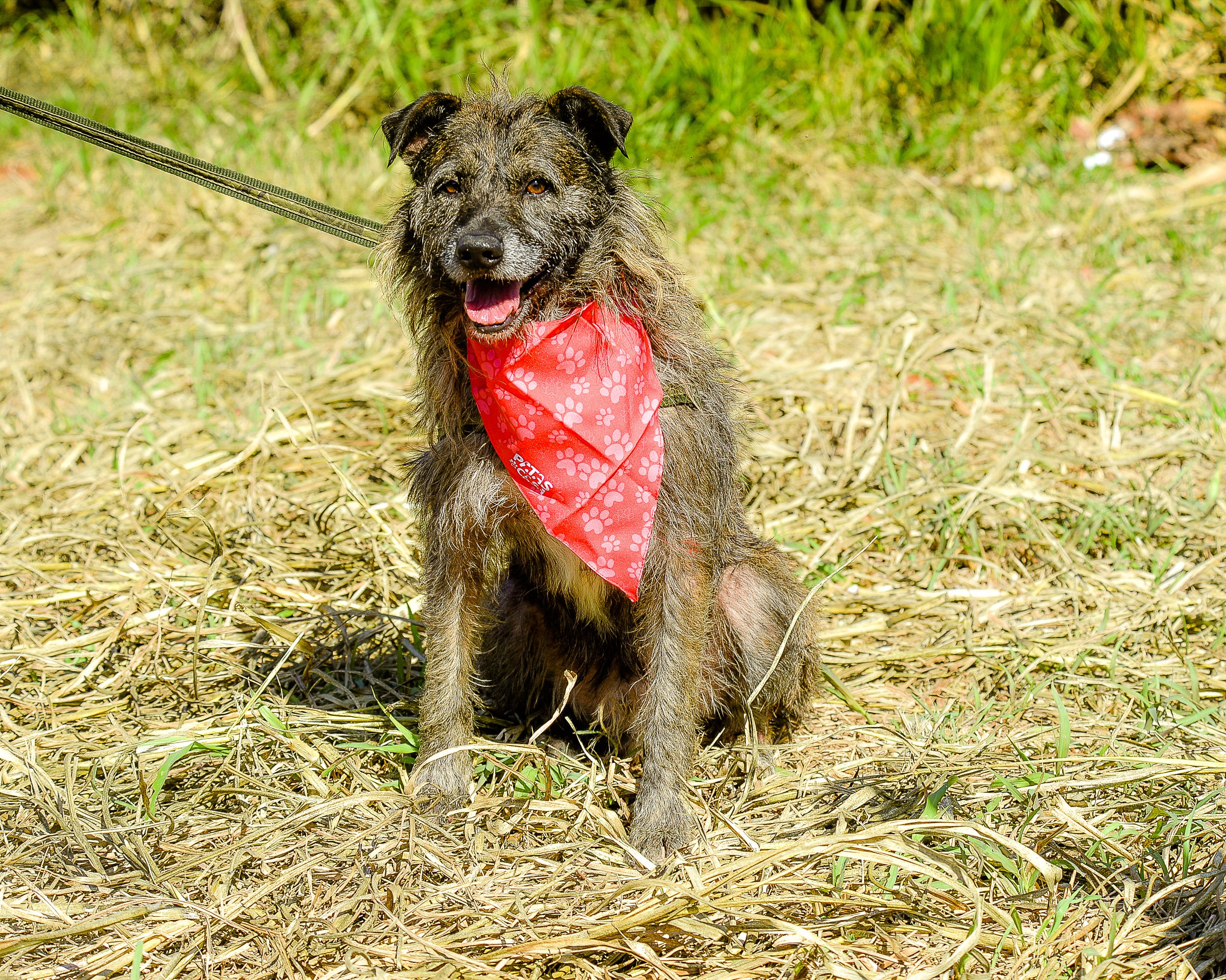 Dia Mundial dos Animais de Rua: cachorro peludo sentado ao ar livre