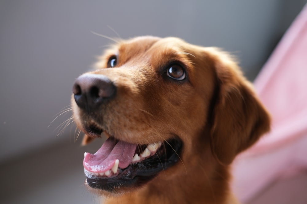 visão de cachorro: cachorro olhando para cima