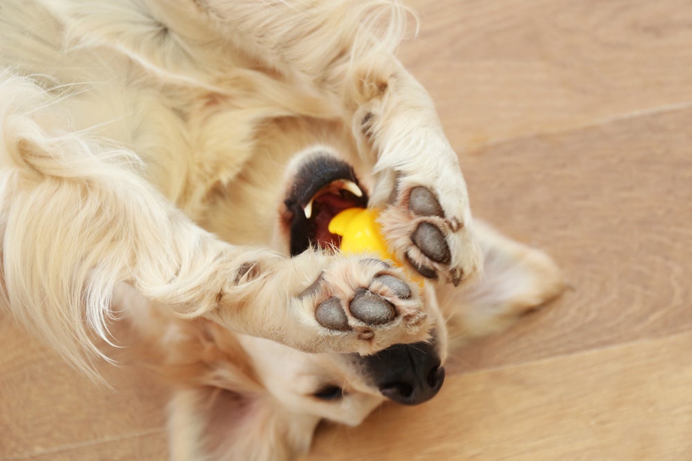 Cachorro brincando com bolinha amarela