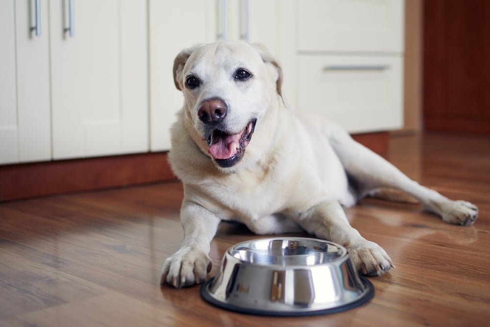 vitamina para cachorro idoso: cão comendo pote de ração