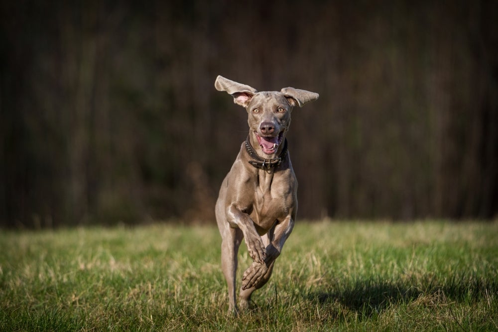 cachorro weimaraner correndo