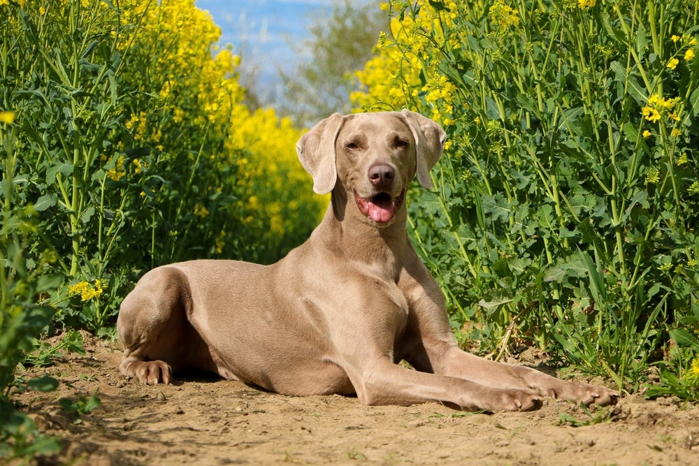 cachorro weimaraner