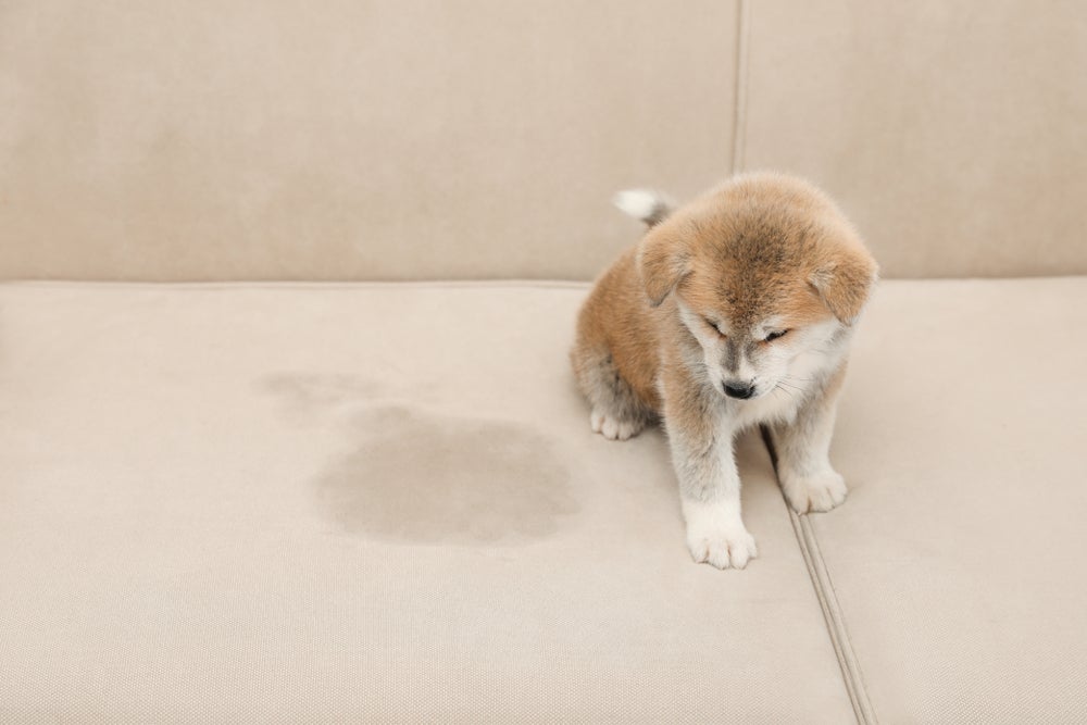 xixi de cachorro no sofá