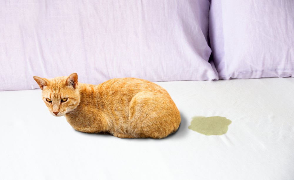 gato fazendo xixi de gato na cama