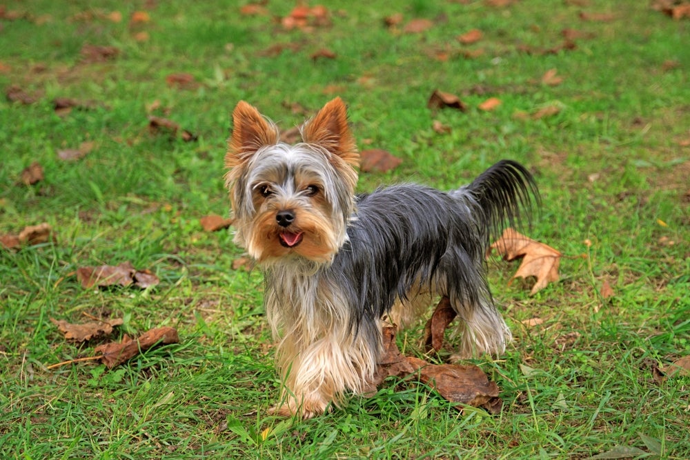 cachorro yorkshire terrier no quintal