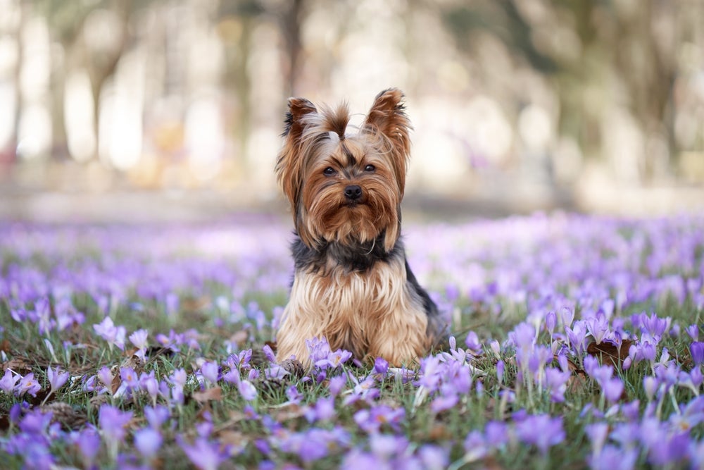 cachorro yorkshire no jardim