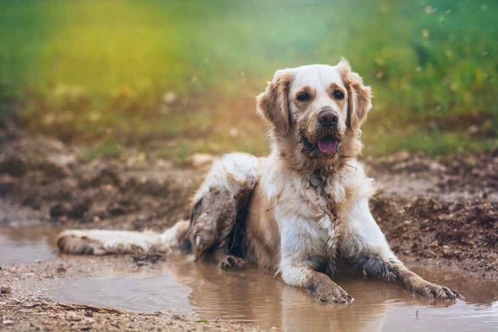 zoonose em cachorro: cão ao lado de poça de água
