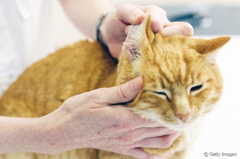 Aprenda como limpar orelha de gato em 6 passos